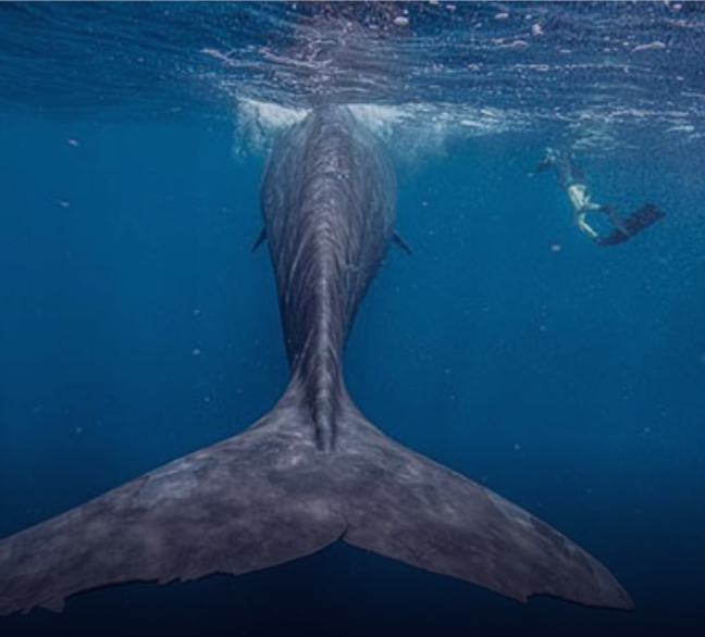 Заплыв с пятнистыми китами <br /> на Бора-Бора